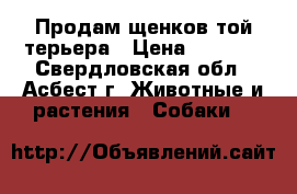 Продам щенков той терьера › Цена ­ 4 000 - Свердловская обл., Асбест г. Животные и растения » Собаки   